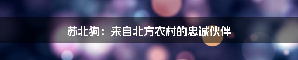 苏北狗：来自北方农村的忠诚伙伴