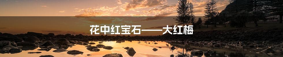 花中红宝石——大红梅