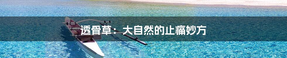 透骨草:大自然的止痛妙方