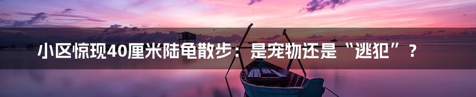 小区惊现40厘米陆龟散步:是宠物还是“逃犯”?