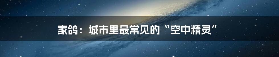 家鸽:城市里最常见的“空中精灵”