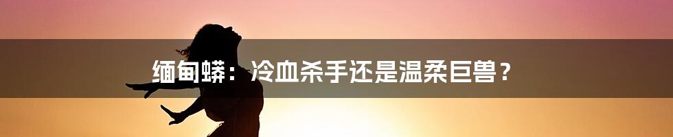 缅甸蟒:冷血杀手还是温柔巨兽?
