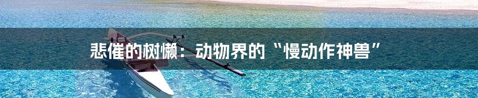 悲催的树懒:动物界的“慢动作神兽”