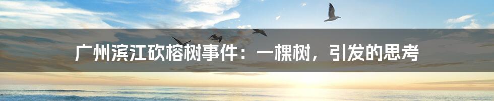 广州滨江砍榕树事件:一棵树,引发的思考