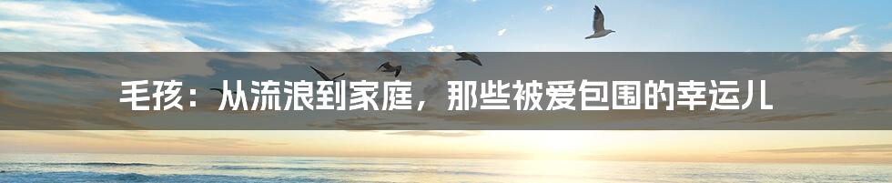 毛孩：从流浪到家庭，那些被爱包围的幸运儿