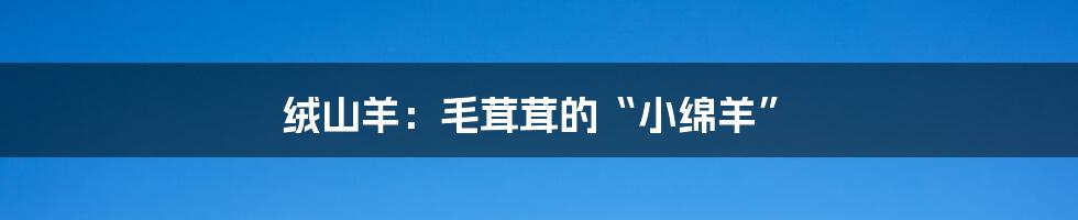 绒山羊:毛茸茸的“小绵羊”