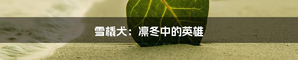 雪橇犬:凛冬中的英雄