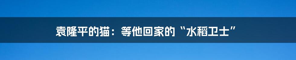 袁隆平的猫：等他回家的“水稻卫士”