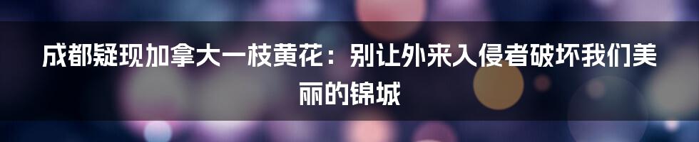 成都疑现加拿大一枝黄花：别让外来入侵者破坏我们美丽的锦城