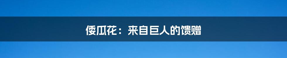 倭瓜花:来自巨人的馈赠