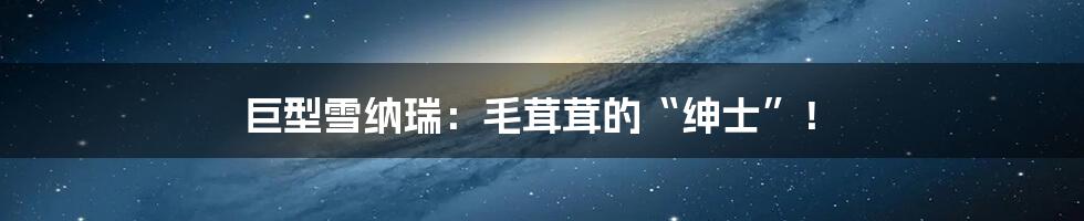 巨型雪纳瑞:毛茸茸的“绅士”!