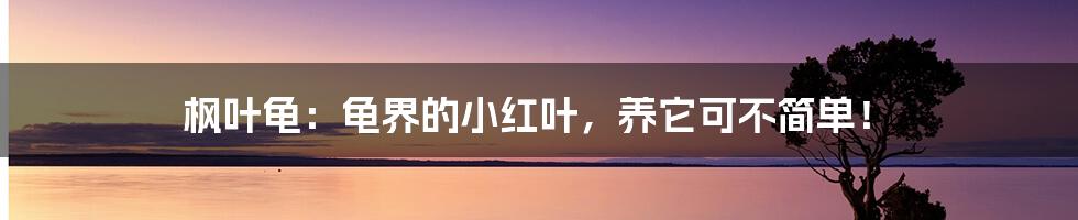 枫叶龟：龟界的小红叶，养它可不简单！