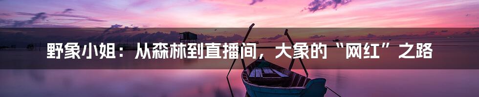 野象小姐:从森林到直播间,大象的“网红”之路
