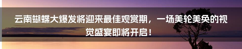云南蝴蝶大爆发将迎来最佳观赏期,一场美轮美奂的视觉盛宴即将开启!