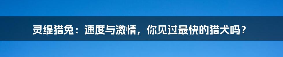 灵缇猎兔：速度与激情，你见过最快的猎犬吗？
