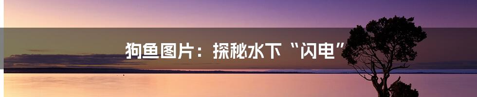狗鱼图片:探秘水下“闪电”