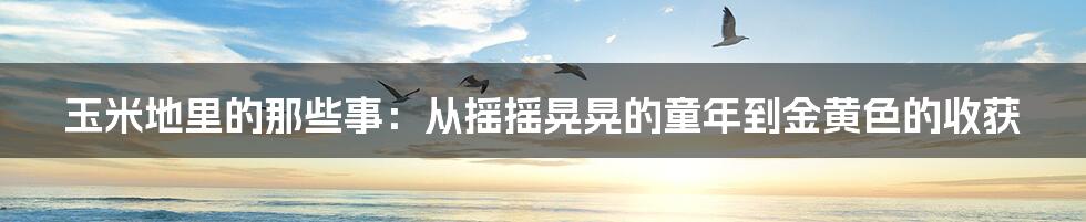 玉米地里的那些事:从摇摇晃晃的童年到金黄色的收获