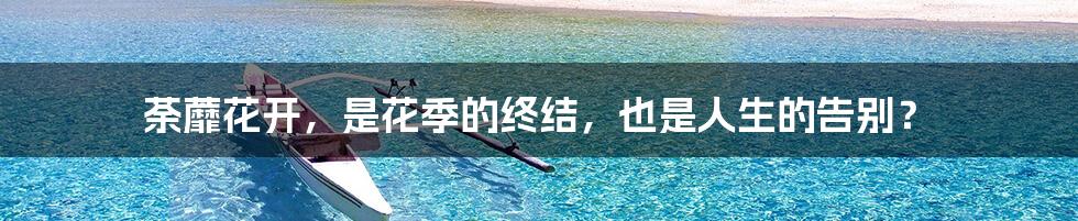 荼蘼花开,是花季的终结,也是人生的告别?