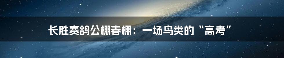 长胜赛鸽公棚春棚：一场鸟类的“高考”