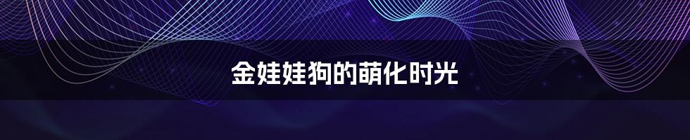 金娃娃狗的萌化时光