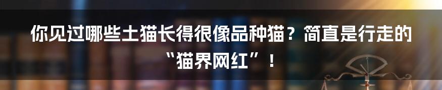 你见过哪些土猫长得很像品种猫？简直是行走的“猫界网红”！