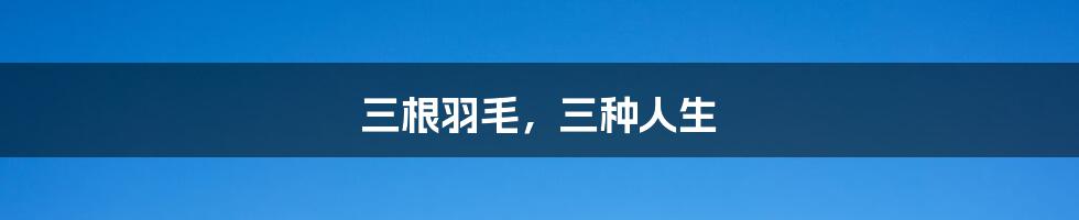 三根羽毛,三种人生