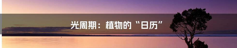 光周期:植物的“日历”
