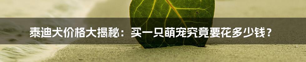 泰迪犬价格大揭秘:买一只萌宠究竟要花多少钱?