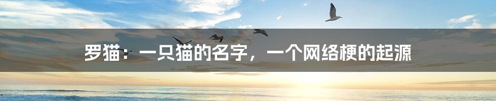 罗猫:一只猫的名字,一个网络梗的起源