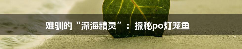 难驯的“深海精灵”:探秘po灯笼鱼