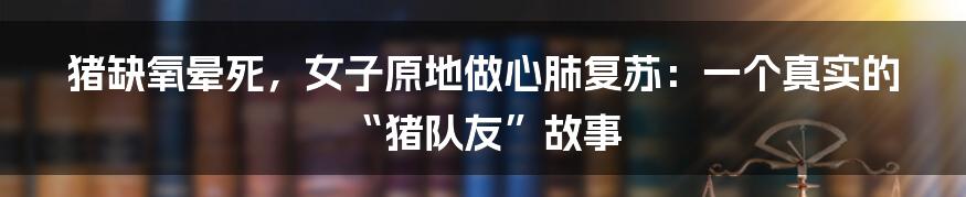 猪缺氧晕死,女子原地做心肺复苏:一个真实的“猪队友”故事
