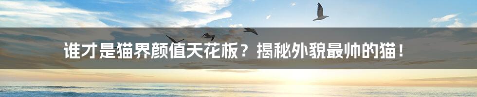 谁才是猫界颜值天花板?揭秘外貌最帅的猫!