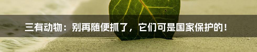 三有动物：别再随便抓了，它们可是国家保护的！
