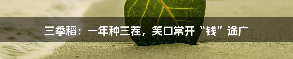 三季稻:一年种三茬,笑口常开“钱”途广