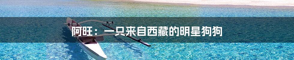 阿旺:一只来自西藏的明星狗狗