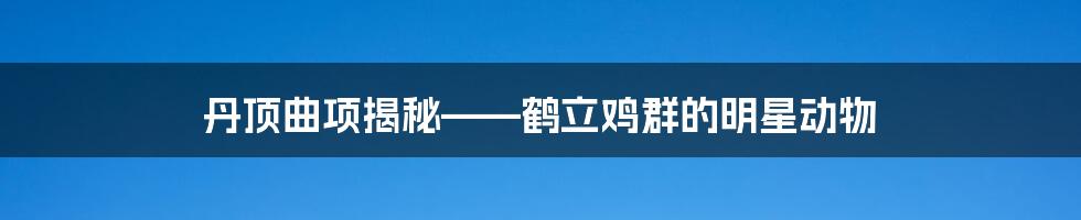 丹顶曲项揭秘——鹤立鸡群的明星动物