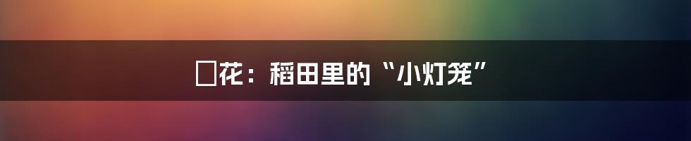 穂花:稻田里的“小灯笼”
