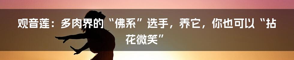 观音莲：多肉界的“佛系”选手，养它，你也可以“拈花微笑”