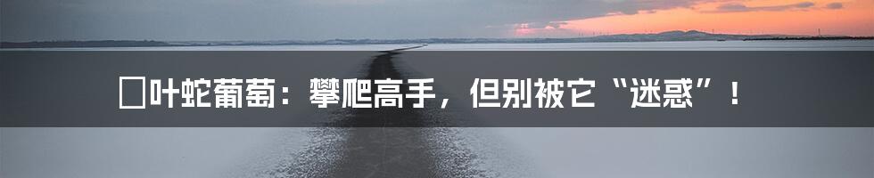 葎叶蛇葡萄：攀爬高手，但别被它“迷惑”！