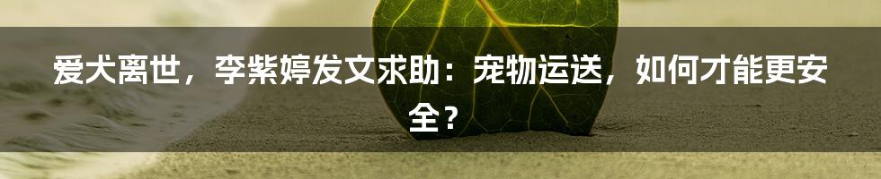 爱犬离世,李紫婷发文求助:宠物运送,如何才能更安全?
