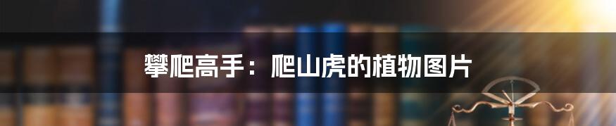 攀爬高手:爬山虎的植物图片