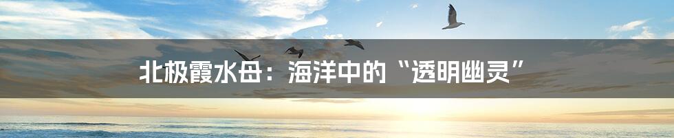 北极霞水母：海洋中的“透明幽灵”