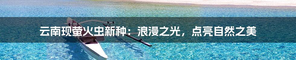 云南现萤火虫新种:浪漫之光,点亮自然之美