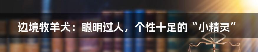 边境牧羊犬:聪明过人,个性十足的“小精灵”
