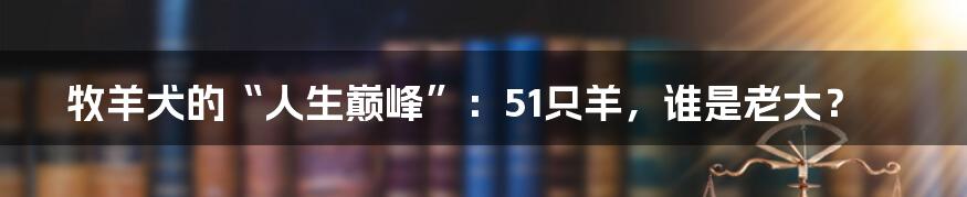 牧羊犬的“人生巅峰”:51只羊,谁是老大?