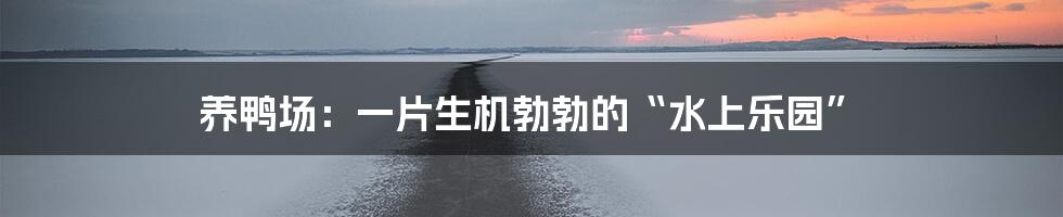 养鸭场:一片生机勃勃的“水上乐园”