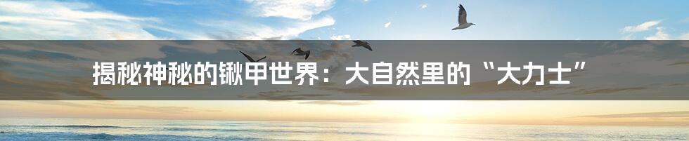 揭秘神秘的锹甲世界:大自然里的“大力士”