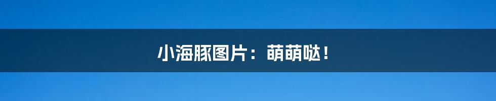 小海豚图片:萌萌哒!