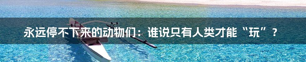 永远停不下来的动物们：谁说只有人类才能“玩”？