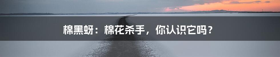 棉黑蚜:棉花杀手,你认识它吗?